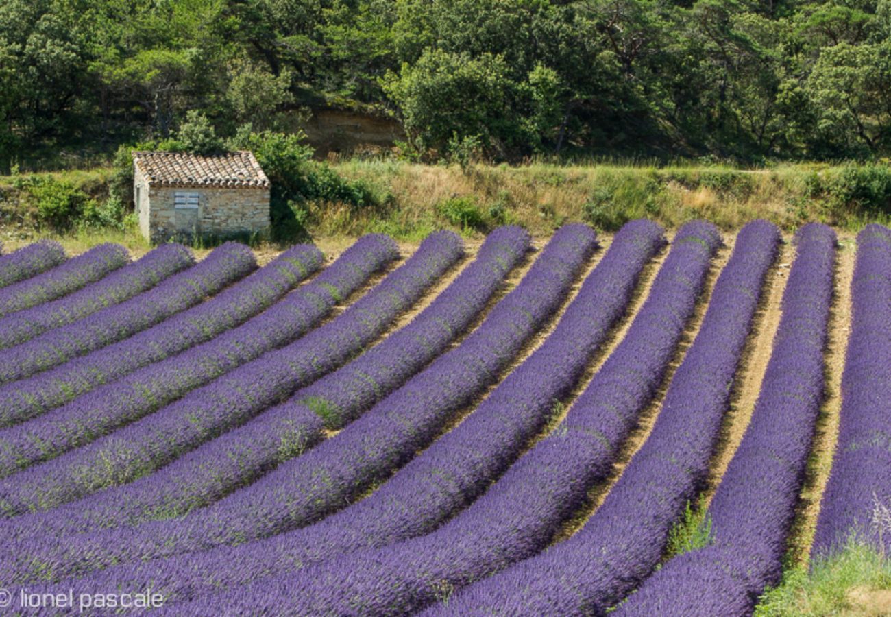 Gîte Rural à Clansayes - Gîte de charme au coeur des lavandes - Clansayes, Drôme Provençale avec piscine