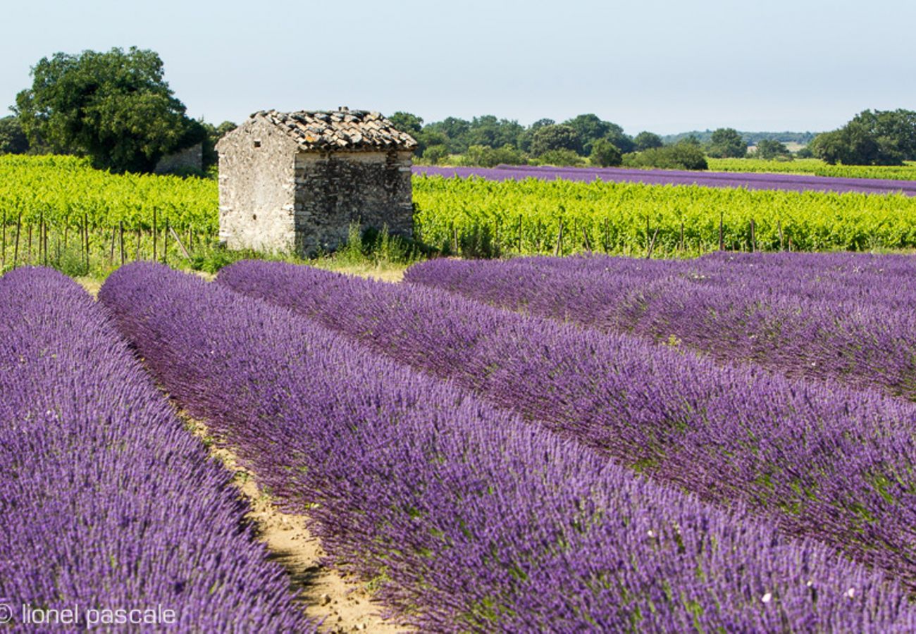 Maison à Rochegude - Grande maison bourgeoise avec piscine au cœur de la Drôme Provençale