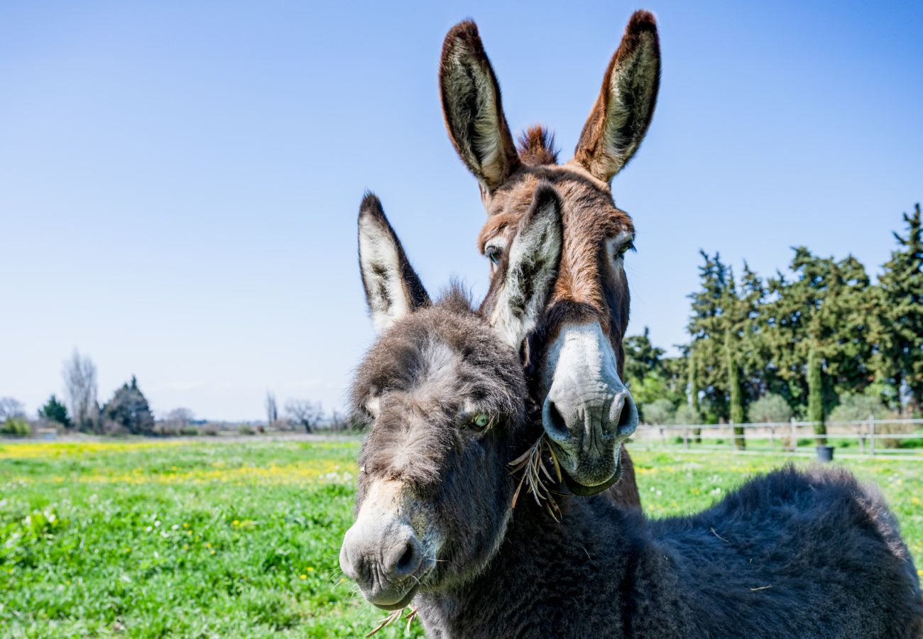 Maison à Tulette - La Mancelone, propriété d'exception à louer, avec piscine